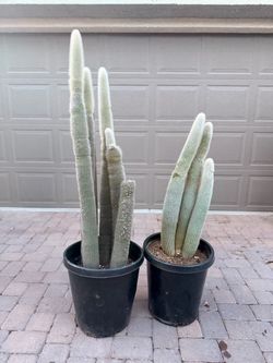 Large Silver Torch Cactus