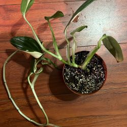 Monstera Standleyana Albo 