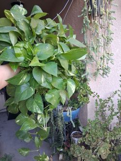 Golden Pothos Plant $25