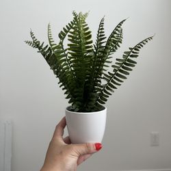 Faux Plant $5