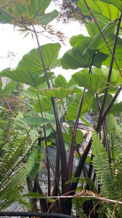 Large Elephant Ears Water Plants 