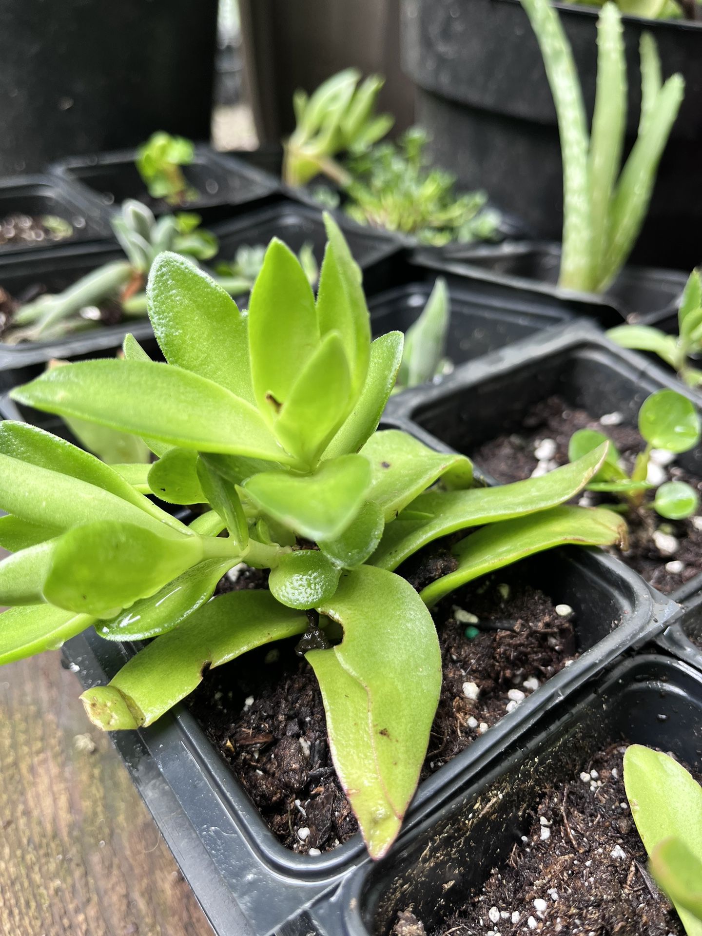 Babys Succulents 