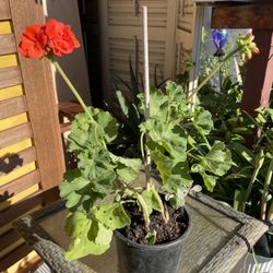 BEAUTIFUL PLANTS $5 Dollars Each 