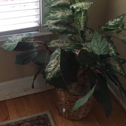Artificial Plant. 
