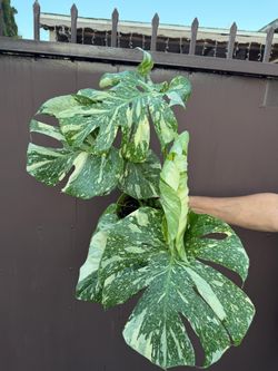 6” monstera white snow