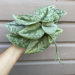 4” Exotica Pothos