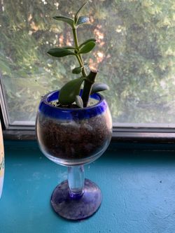 Jade plant with glass container $8