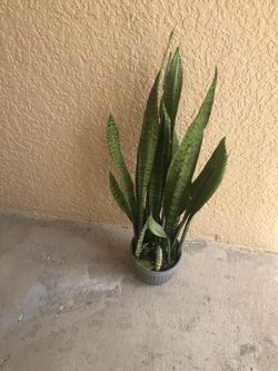 Snake plant. Live