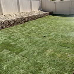 Sod Fescue 