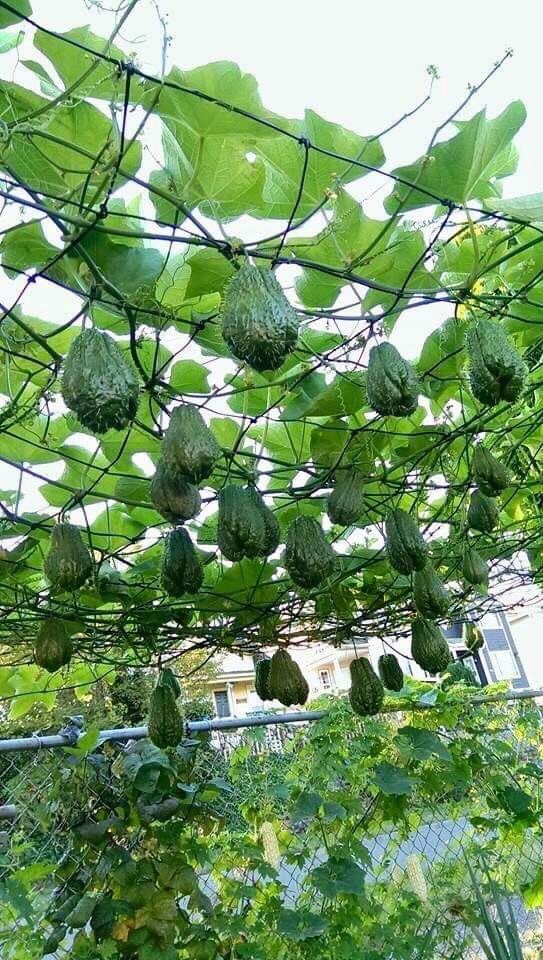 Chayote (trai su su)