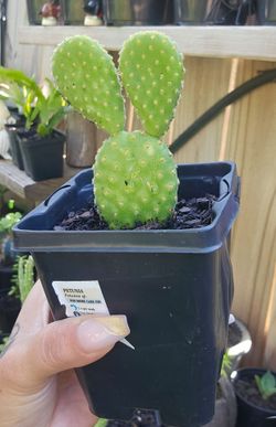 Bunny Ear Cactus 🌵