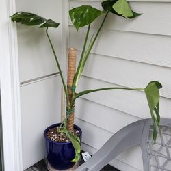 Monstera Houseplant 