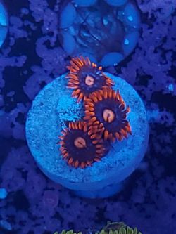 snitches zoa coral