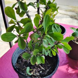 corona de Cristo color rojo flor miniatura $5