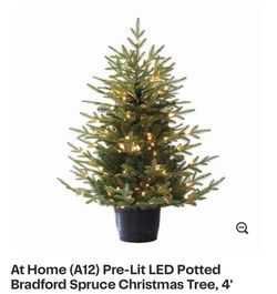 At Home (A12) Pre-Lit LED Potted Bradford Spruce Christmas Tree, 4'