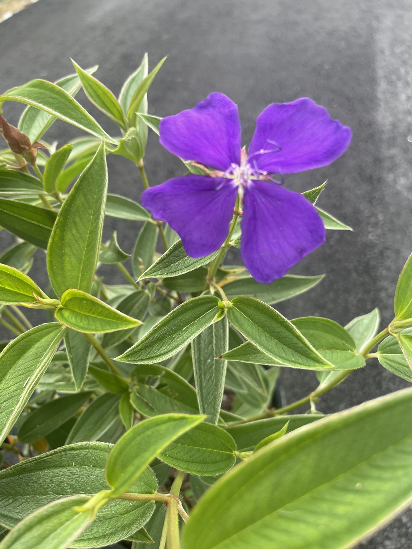 Tibouchina Princess Plant