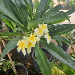 15 Gallons Plumerias 