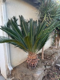 Sago palm for sale , 2 foot tall trunk.