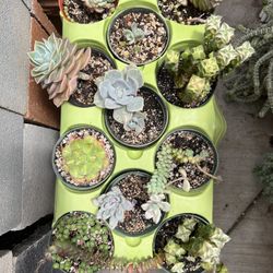 Assorted Succulents