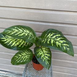 6” dieffenbachia tropic snow