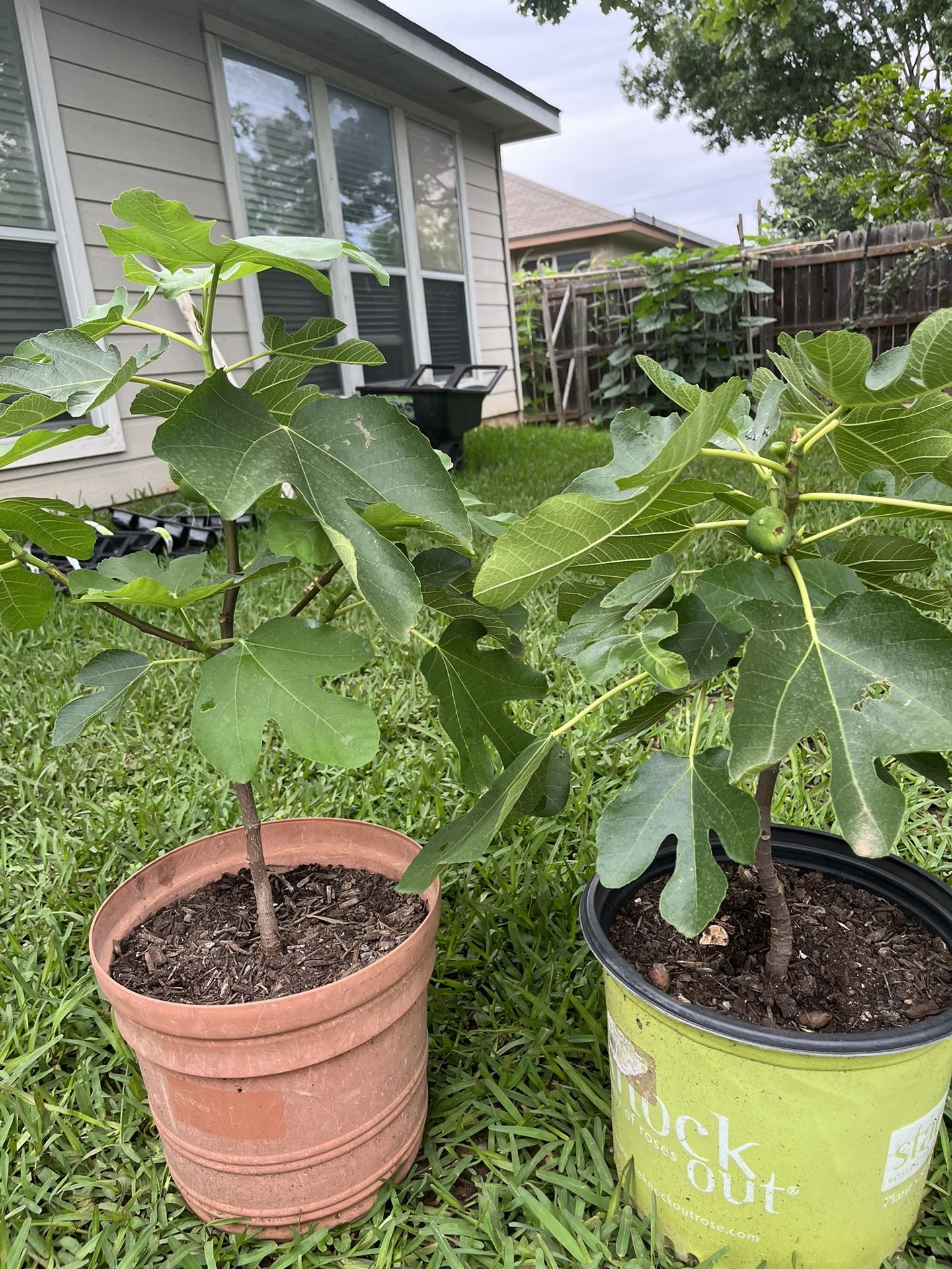 Fig Trees