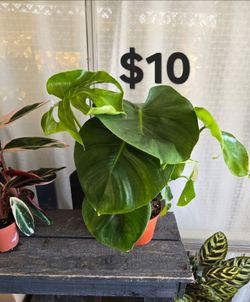 Monstera