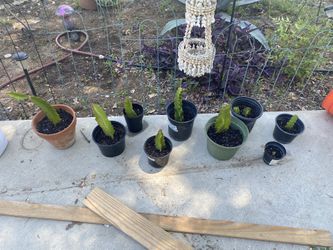 Red Dragonfruit Plants & Snake Plants