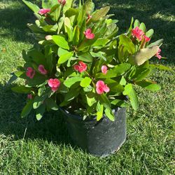 5gallon Crown Of Thorns