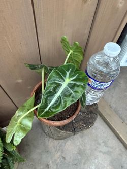 Alocacia plant