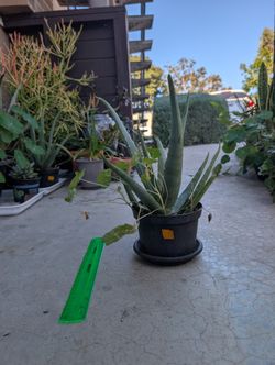 Aloe Plant 9