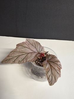 Begonia Lamoon