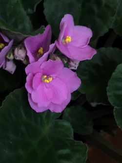 1 Live Rooted Rare African Violet Plant “Candy Pink” Fast Shipping
