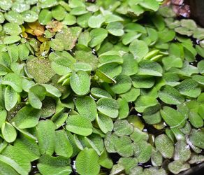 Salvinia minima - Aquarium Floating Plants