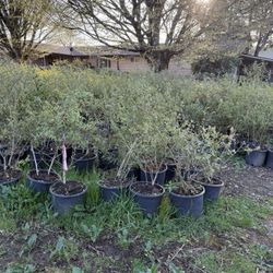 Blueberry Plants For Sale