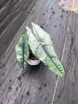 Alocasia dragons breath