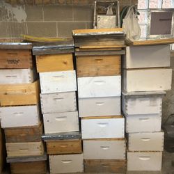 Bee Hive 