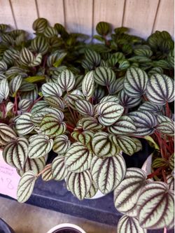 Plants (4”pot🌿Peperomia picollo $8)