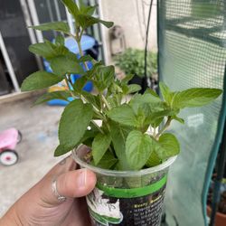 Chocolate Mint Plant 4” Pot