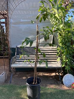 Guava Tree