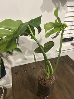 Monstera 