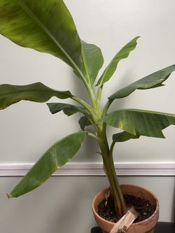 Planta De Plátano
