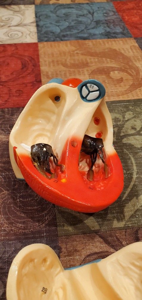 Denoyer Geppert Anatomical ModelCardiopulmonary Model