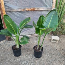 Birds Of Paradise Plant 10" Pot $15 Each