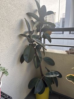 Healthy 5’ Rubber Tree