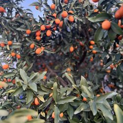 Kumquats