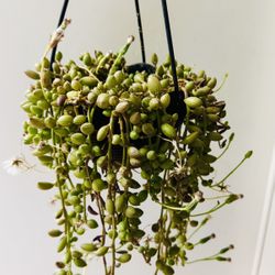 RARE STRING OF WATERMELON- Hanging Plant 