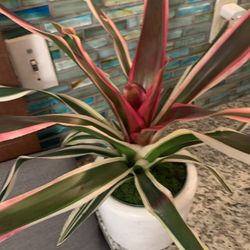 Bromelia.  Indoor Plants 