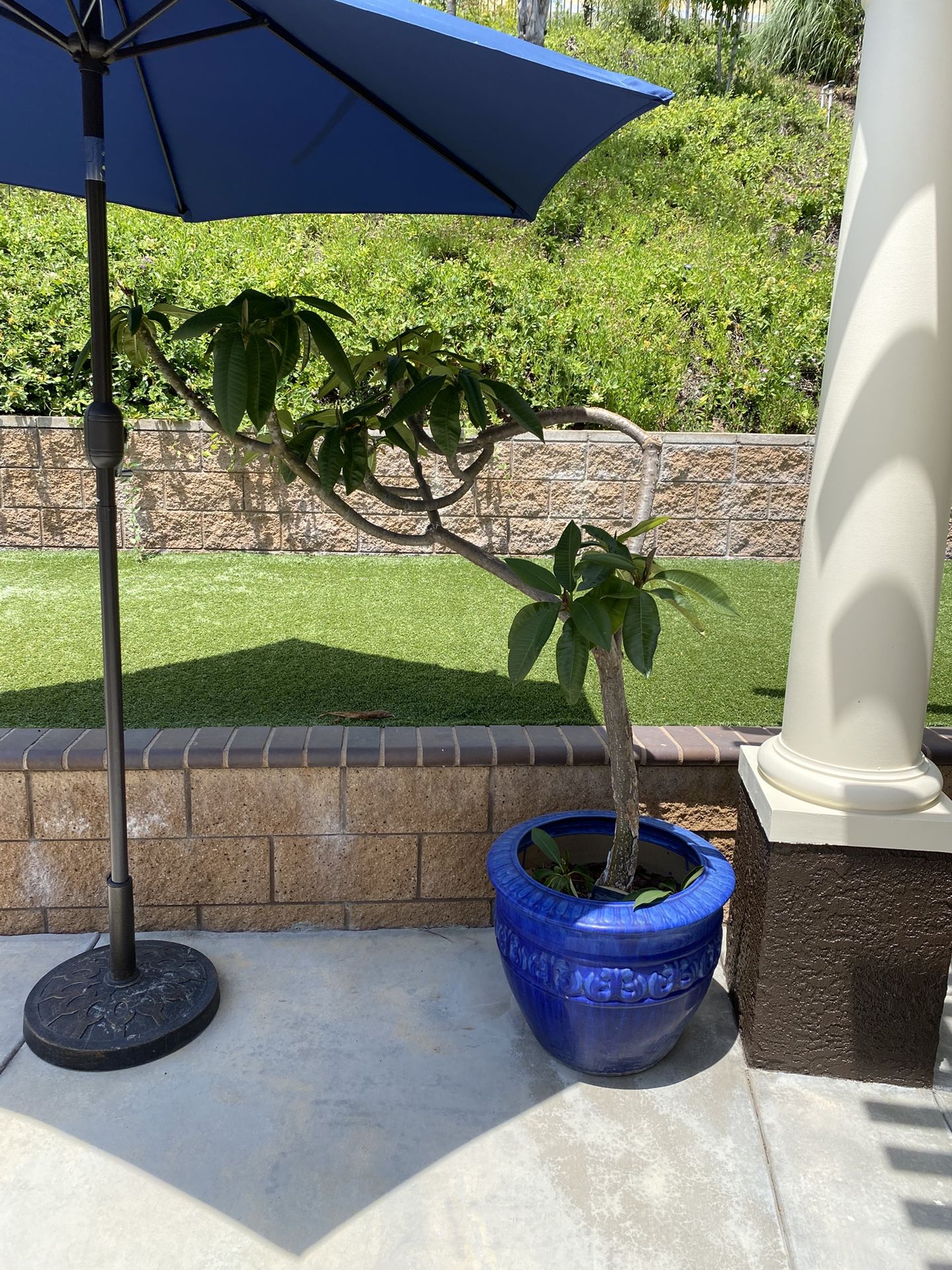 Plumeria With Blue Ceramic Pot