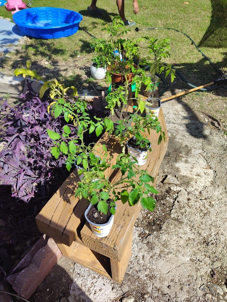 Tomato Plants