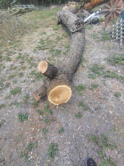Mesquite wood
